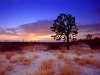 joshua_tree_sunset_mojave_desert_california